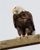  Bald  Eagle 