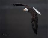  Bald Eagle 