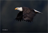  Bald Eagle 