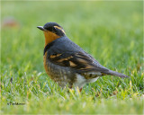  Varied Thrush