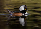  Hooded Merganser 