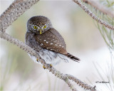  Northern Pygmy Owl 