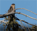 Coopers Hawk (huge Crop)