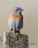  Westerrn Bluebird 