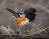  Spotted Towhee 