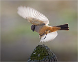 Say's Phoebe