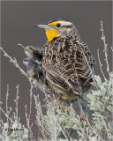  Western Meadowlark