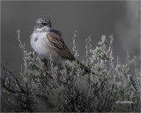 Sagebrush Sparrow (Perched on Sage)