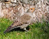 Northern Flicker