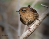 Pacific Wren