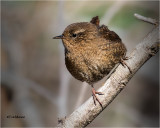  Pacific Wren 