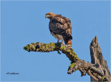  Red-tailed Hawk 