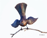 Brewer's Blackbird