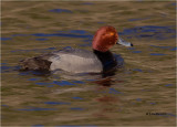  Redhead 