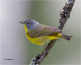 Nashville Warbler