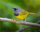  MacGillivrays Warbler 