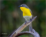  Yellow -breasted Chat 