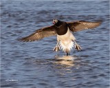  Long-tailed Duck 