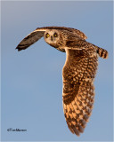  Short-eared Owl 