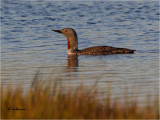 Red-throated Loon