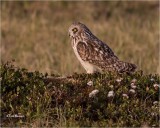  Short-eared Owl 