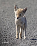  Coyote  (pup)