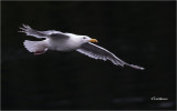 Glaucous Gull