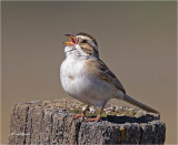  Clay-colored Sparrow 