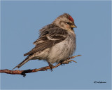  Common Redpoll