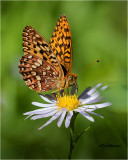  Fritillary 