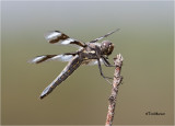  Eight-spotted Skimmer 