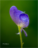  Monkshood 