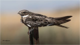 Common Nighthawk