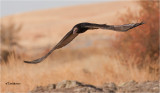 Turkey Vulture