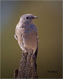 Western Bluebird