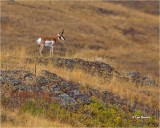 Pronghorn Antelope 