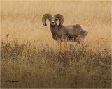 Bighorn Sheep