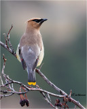  Cedar Waxwing 