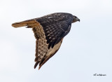  Red-tailed Hawk 