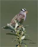  White-crowned Sparrow