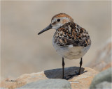 Semipalmated Sandpiper 