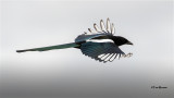 Black-billed Magpie
