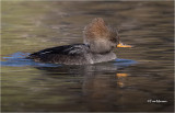  Hooded Merganser 