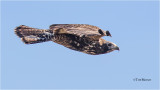  Red-tailed Hawk 