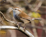 Bewick's Wren