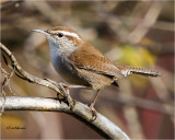  Bewicks Wren 