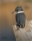 Belted Kingfisher