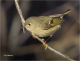 Ruby-crowned Kinglet