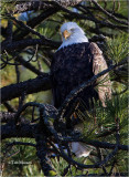  Bald Eagle 