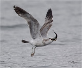 California Gull